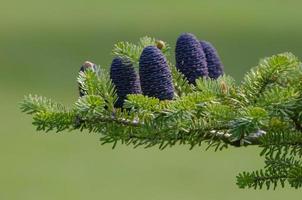 The upright, blue cones of a Korean Fir set against a green background. photo