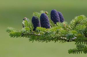 The upright, blue cones of a Korean Fir set against a green background. photo