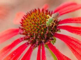 primer plano de una abeja sudorosa en busca de néctar en una flor de equinácea roja. foto