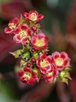 una diminuta hormiga caminando sobre las pequeñas flores rojas del arbusto jatropha gossypiifolia. foto