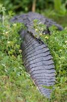 A difficult to see American alligator resting in the grass inches from a walking trail. photo