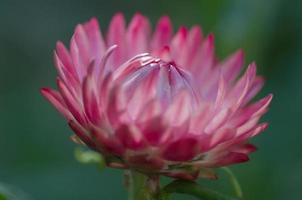 A pink strawflower viewed from the side. photo