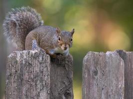 A squirrel sits on an old wooden fence and looks at the camera.