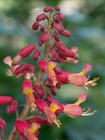 el castaño de indias rojo, aesculus pavia, se puede cultivar tanto como árbol como arbusto. foto