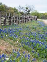 bluebonnets que crecen entre un camino rural y un poste de cedro y una valla de ferrocarril. foto