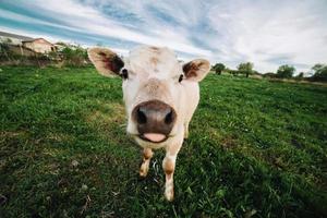 Young cow looking directly at the camera photo