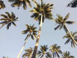 Tall coconut trees hit the morning sun on Hawaii Island. photo