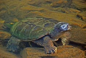 gran tortuga mordedora que emerge del agua foto