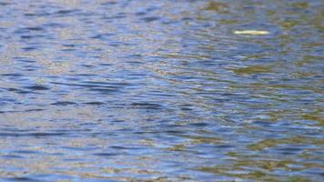 zwemmen nutria duiken in een vijver net zo invasief soorten Leuk vinden een bever of Rat in aquatisch milieu Bij kusten en meren in Europese wateren zoekopdrachten voor voedsel diep in de water net zo zwemmen Rat of Otter video