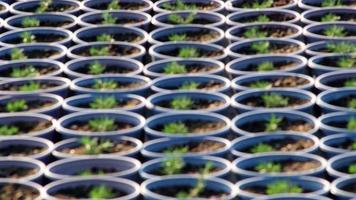 Plant nursery in low angle view with sidewalk through garden plantation of fresh cultivated saplings in non-urban organic garden as agricultural greenery and small seeding after sowing of seeds farm video