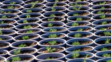 Plant nursery in low angle view with sidewalk through garden plantation of fresh cultivated saplings in non-urban organic garden as agricultural greenery and small seeding after sowing of seeds farm video