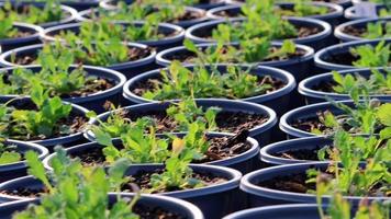 Plant nursery in low angle view with sidewalk through garden plantation of fresh cultivated saplings in non-urban organic garden as agricultural greenery and small seeding after sowing of seeds farm video