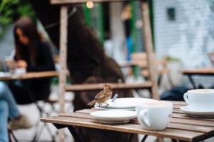 pájaro en la ciudad. gorrión sentado en la mesa en un café al aire libre foto