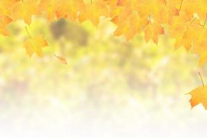 Yellow-orange maple leaves on a background of autumn nature with bokeh and copy space. Banner format photo