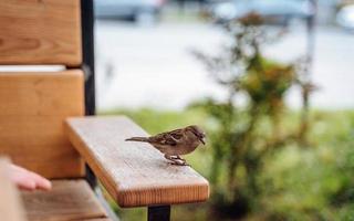 pájaro en la ciudad. gorrión sentado en la mesa en un café al aire libre foto