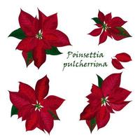 Set of Poinsettia flowers vector