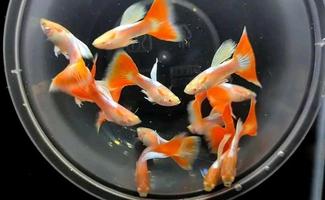 charming guppy fish ready for sale photo