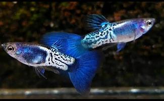 charming guppy fish ready for sale photo