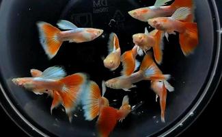 charming guppy fish ready for sale photo