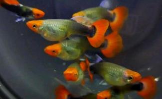 charming guppy fish ready for sale photo