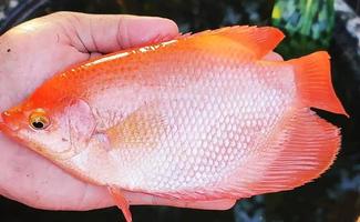 superior red carp seeds are ready for sale photo