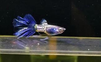 charming guppy fish ready for sale photo