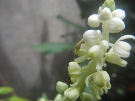 hermosas flores silvestres foto