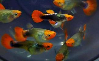 charming guppy fish ready for sale photo
