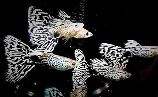 charming guppy fish ready for sale photo