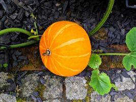 Yellow-orange pumpkin on a raised bed in a garden photo