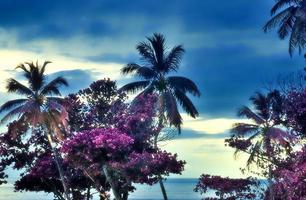 Magical fantasy infrared shots of palm trees on the Seychelles islands photo