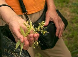 Hands of an aged woman with a handful of healing linden flowers. Collect beautiful linden flowers on a bright spring day photo