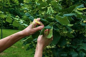 Hands of a aged woman picking healing linden flowers. Plucking beautiful linden flowers on a bright spring day photo