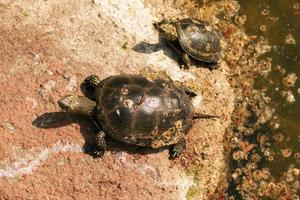 tortuga de río en el hábitat. tortuga en el agua y tomando el sol en las rocas. foto