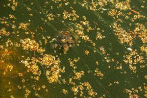 River turtle in the habitat. Turtle in the water and basking on the rocks. photo