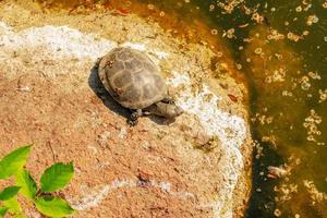 tortuga de río en el hábitat. tortuga en el agua y tomando el sol en las rocas. foto