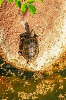 tortuga de río en el hábitat. tortuga en el agua y tomando el sol en las rocas. foto