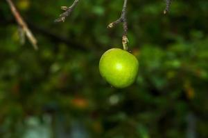 Apple tree branch with ripe juicy apple. Autumn harvest in the garden. Organic gardening and agriculture photo