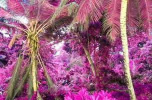 Magical fantasy infrared shots of palm trees on the Seychelles islands photo