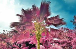 Magical fantasy infrared shots of palm trees on the Seychelles islands photo