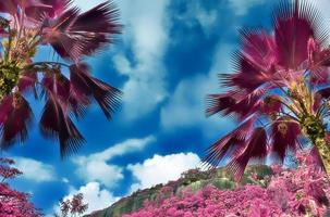 Magical fantasy infrared shots of palm trees on the Seychelles islands photo