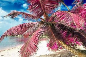 Magical fantasy infrared shots of palm trees on the Seychelles islands photo
