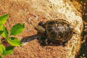 tortuga de río en el hábitat. tortuga en el agua y tomando el sol en las rocas. foto