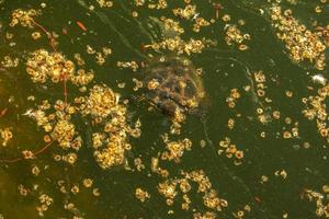 River turtle in the habitat. Turtle in the water and basking on the rocks. photo