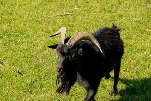 A cute  lamb on a background of green grass in a zoo in the city of Nitra in Slovakia. photo