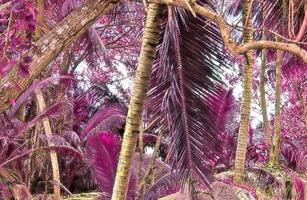 Magical fantasy infrared shots of palm trees on the Seychelles islands photo