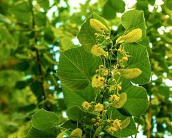 Linden tree flowers clusters tilia cordata, europea, small-leaved lime, littleleaf linden bloom. photo