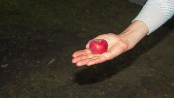 Female hand in closeup holding red apple photo