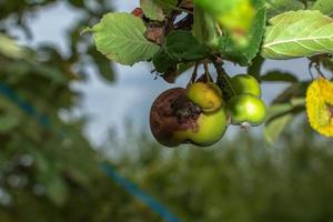 Branch of an apple tree with rotten apples. Problem with diseases and pests. Organic gardening and agriculture photo