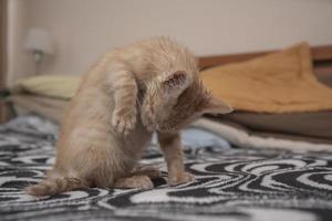 pequeño gatito marrón claro limpiando su abdomen con su lengua en la cama foto